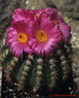 Notocactus cv. purpureus 